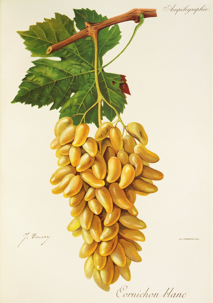 Gherkin White grape, J. Troncy alkotó: Jules Troncy