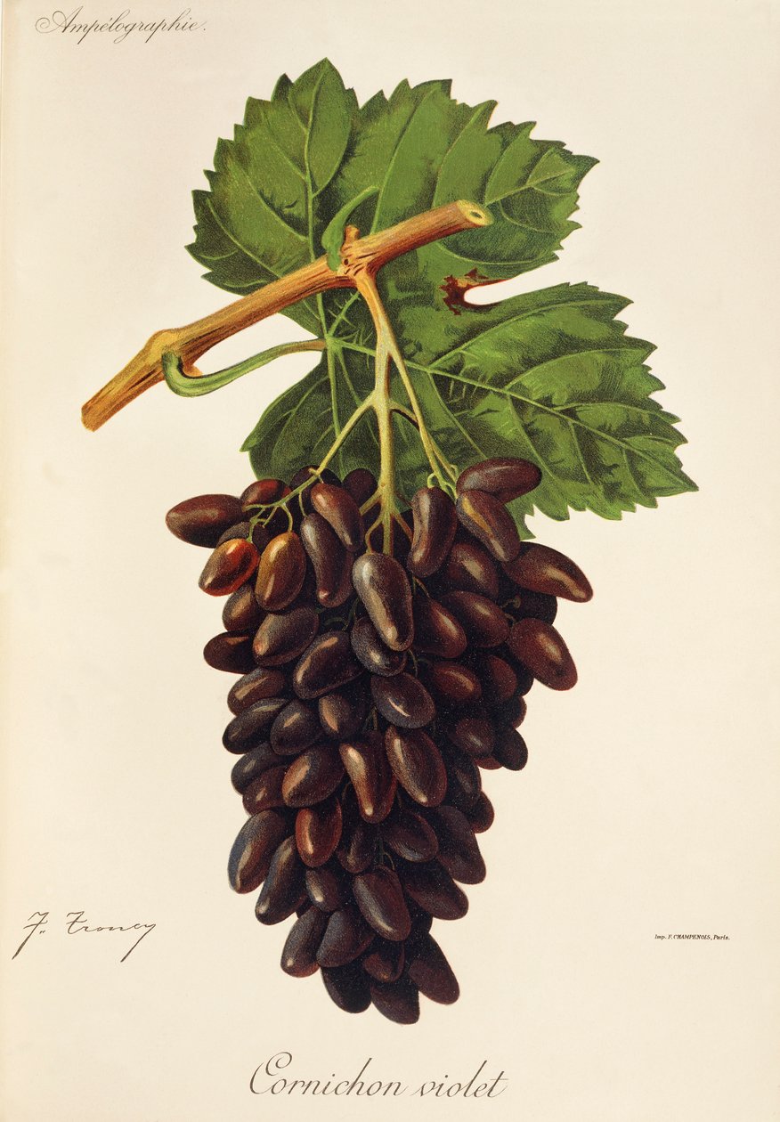 Cornichon Violet szőlő, J. Troncy alkotó: Jules Troncy