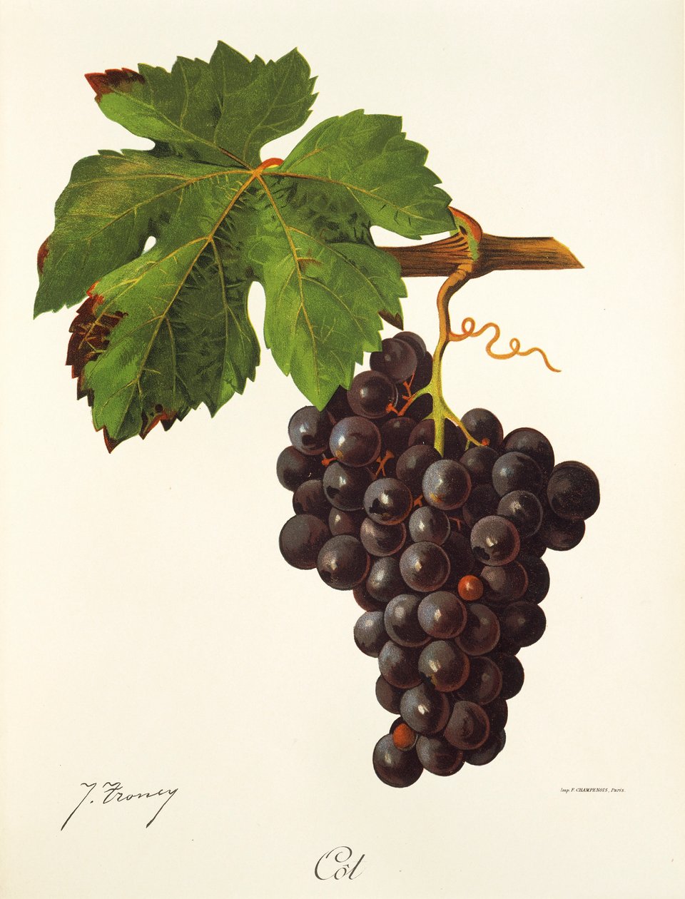 Bölcsőszőlő, J. Troncy alkotó: Jules Troncy