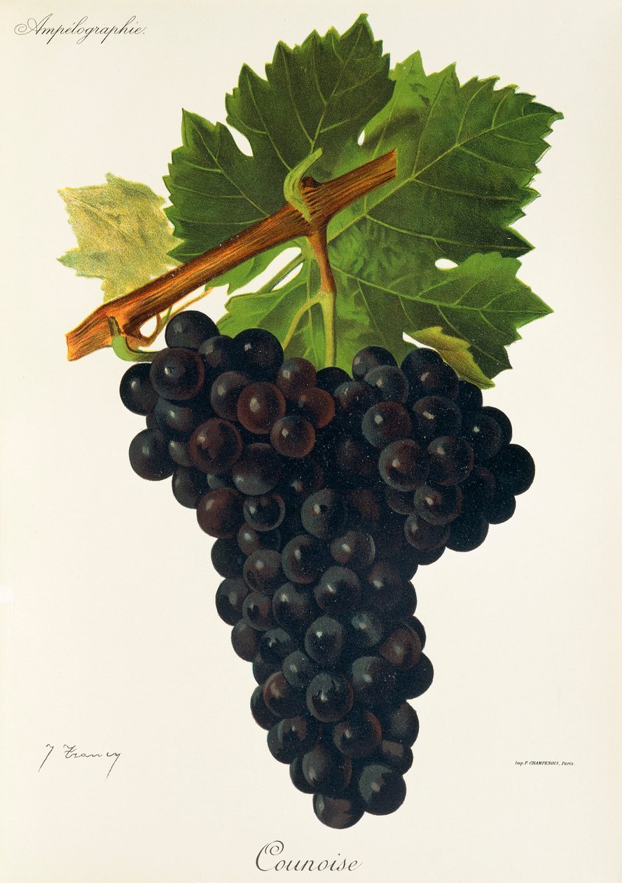 Counoise grape by J. Troncy   1414026   hu       hungarian Successfully Translated  Original: The Prima Macchina for the Chinea of 1739: Mount Parnassus with Apollo, the Muses, and Pegasus Translat: The Prima Macchina for the Chinea of 1739: Mount Parnassu alkotó: Jules Troncy