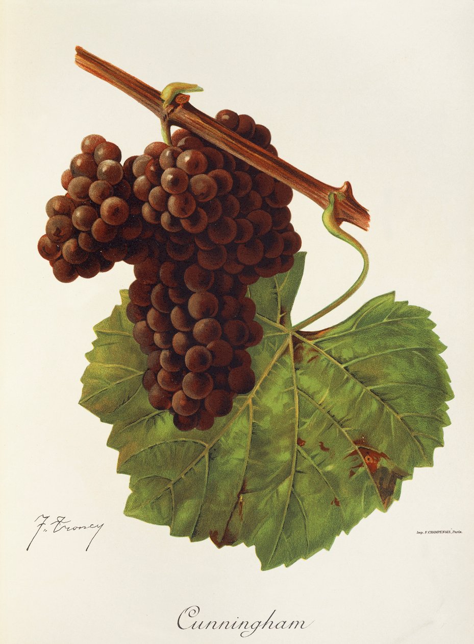 Cunningham szőlő, J. Troncy alkotó: Jules Troncy