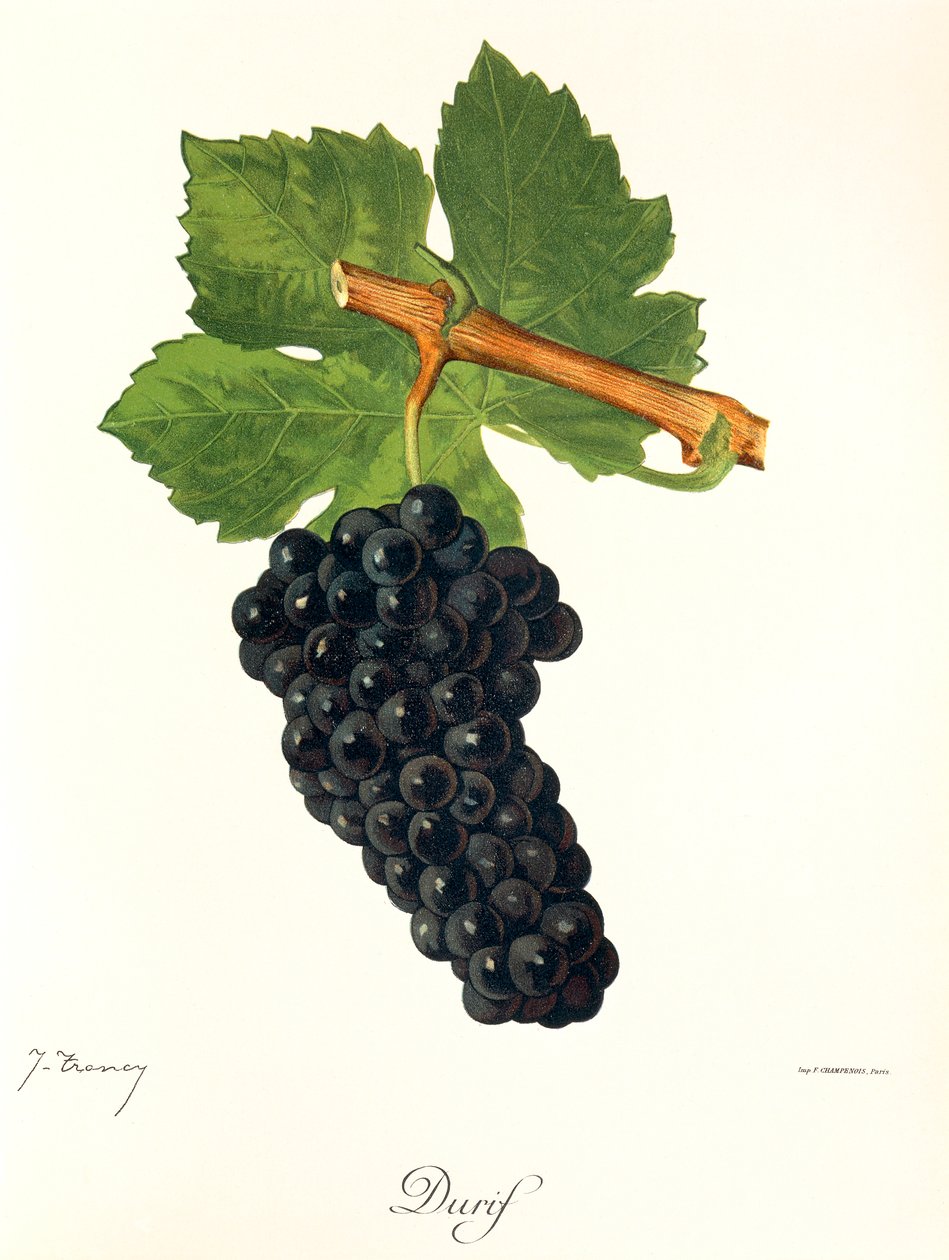 Durif szőlő, J. Troncy alkotó: Jules Troncy
