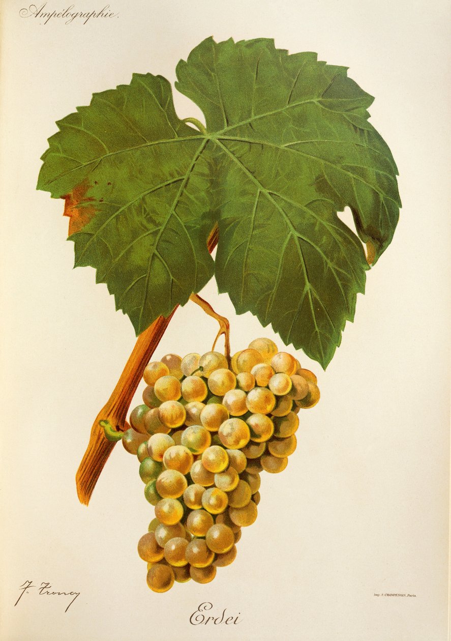 Erdei grape by J. Troncy alkotó: Jules Troncy