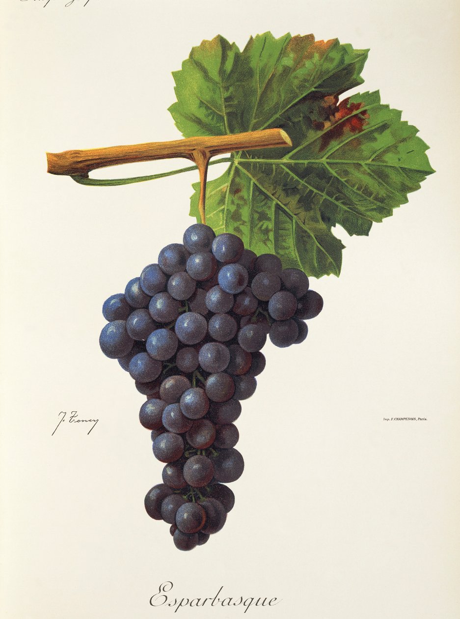 Esparbasque szőlő, J. Troncy alkotó: Jules Troncy