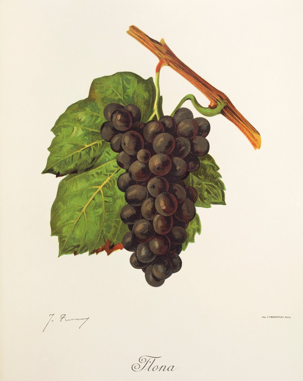 Flona szőlő, J. Troncy alkotó: Jules Troncy