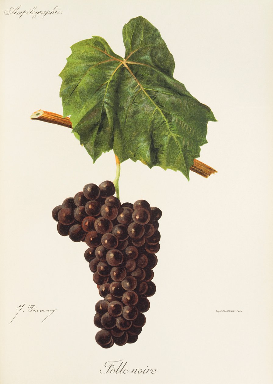 Folle Noire szőlő, J. Troncy alkotó: Jules Troncy