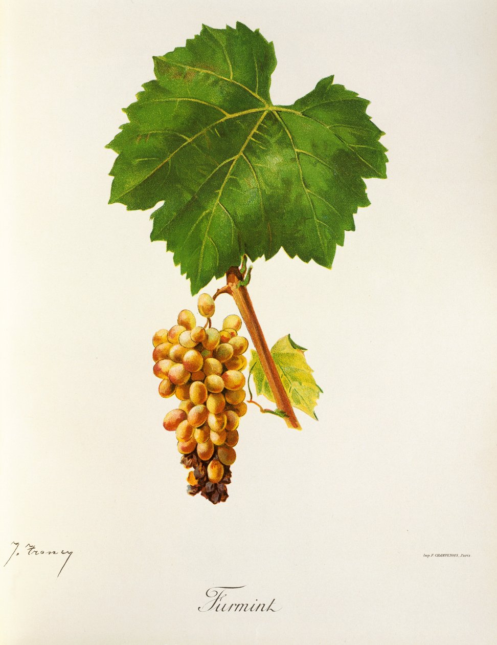 Furmint grape by J. Troncy alkotó: Jules Troncy