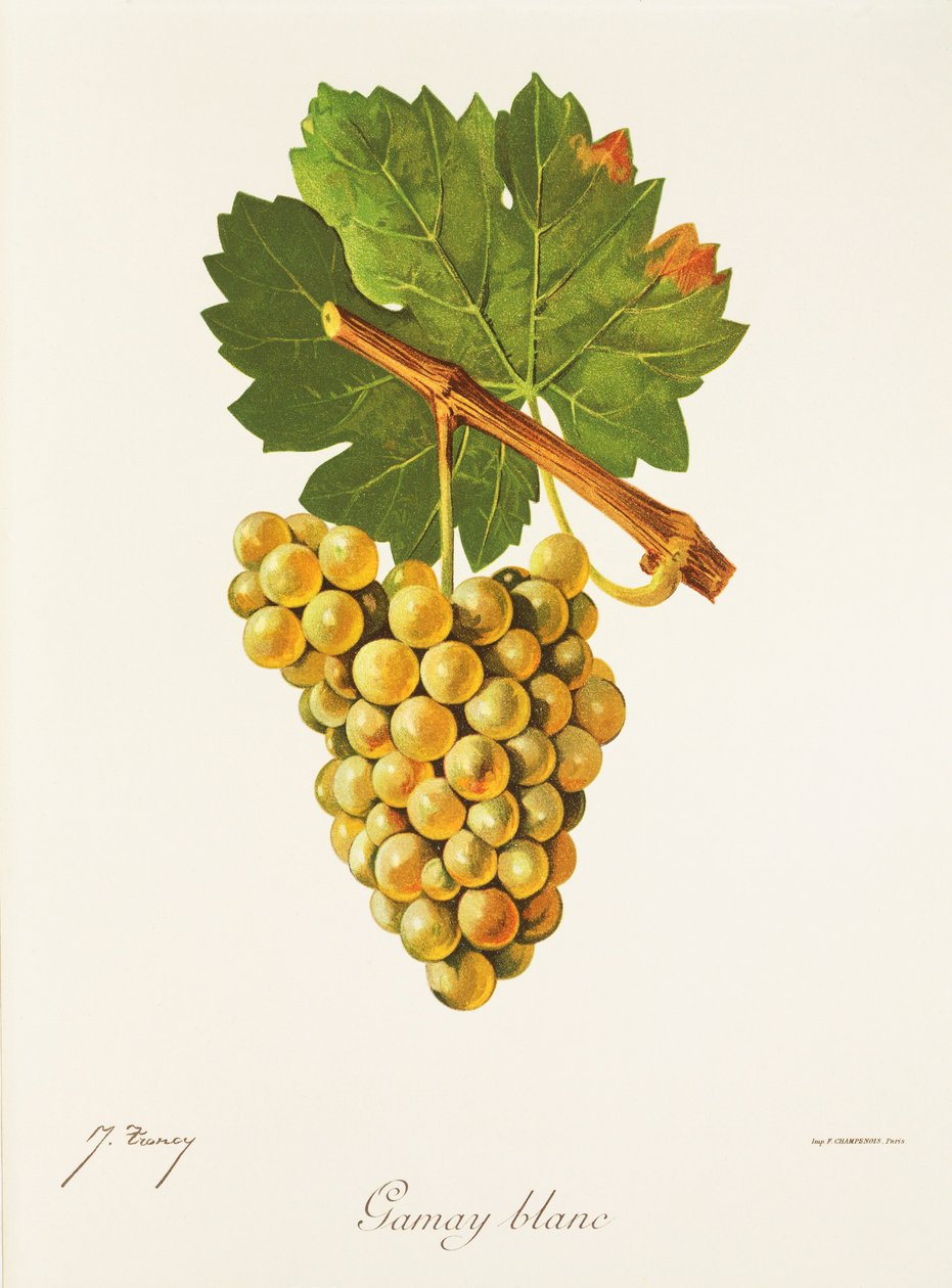 Gamay Blanc szőlő, J. Troncy alkotó: Jules Troncy