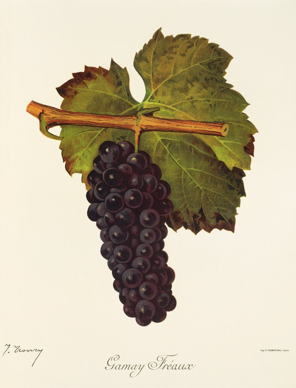 Gamay Freaux szőlő, J. Troncy alkotó: Jules Troncy
