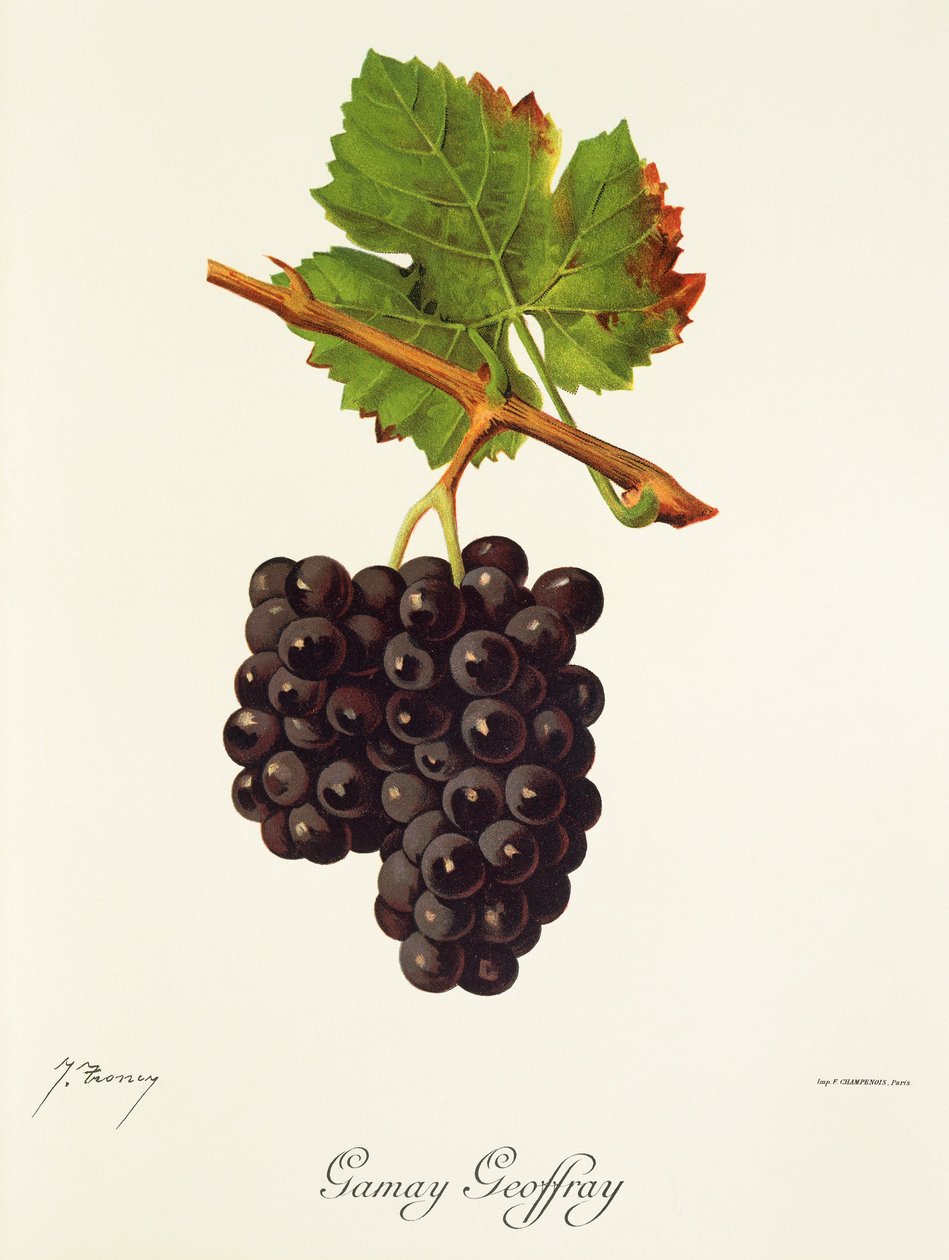 Gamay Geoffray szőlő, J. Troncy alkotó: Jules Troncy