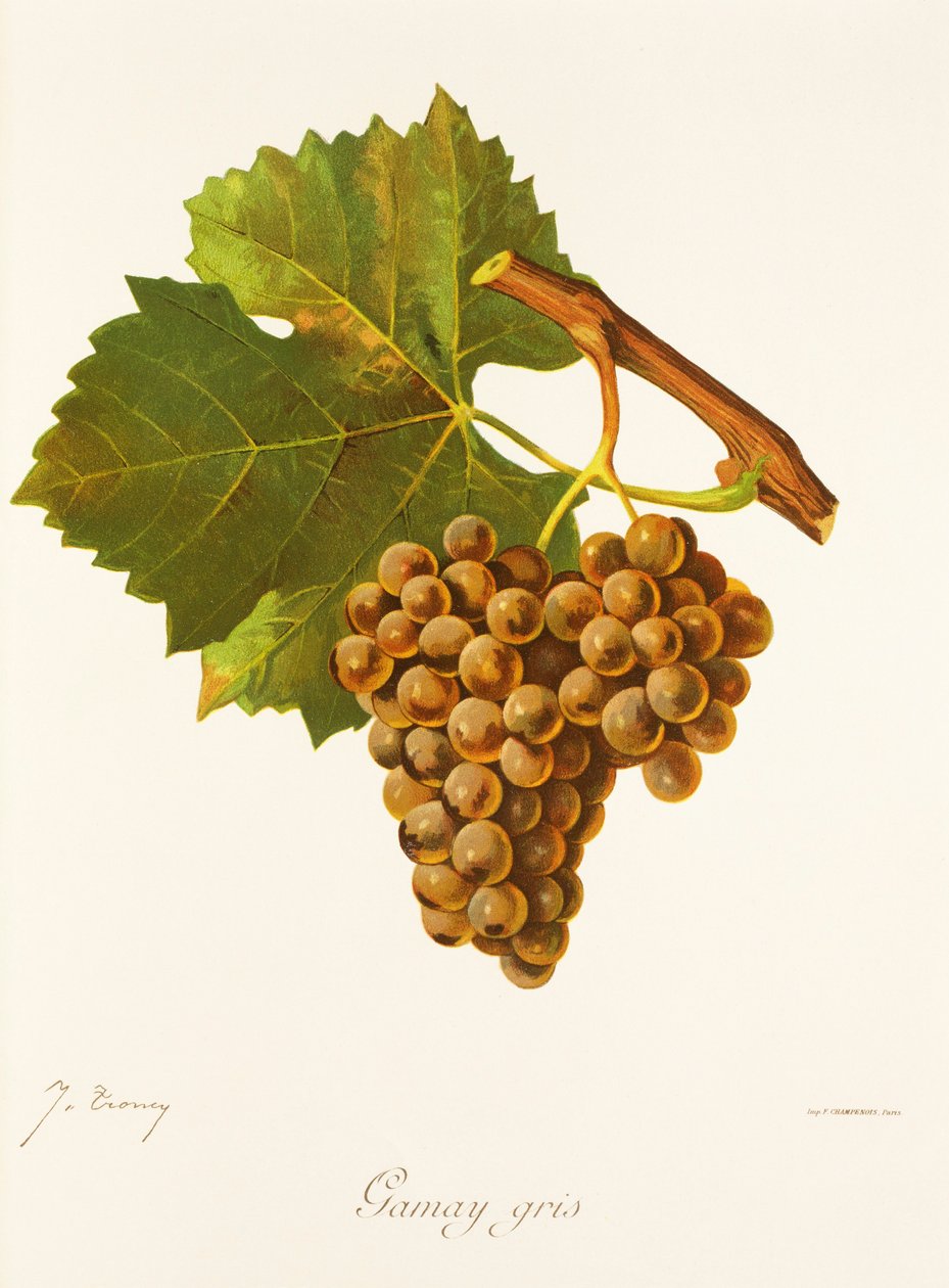 Gamay Gris szőlő, J. Troncy alkotó: Jules Troncy