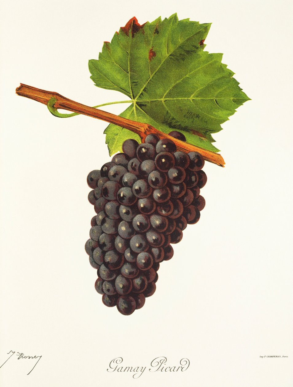 Gamay Picard szőlő, J. Troncy alkotó: Jules Troncy