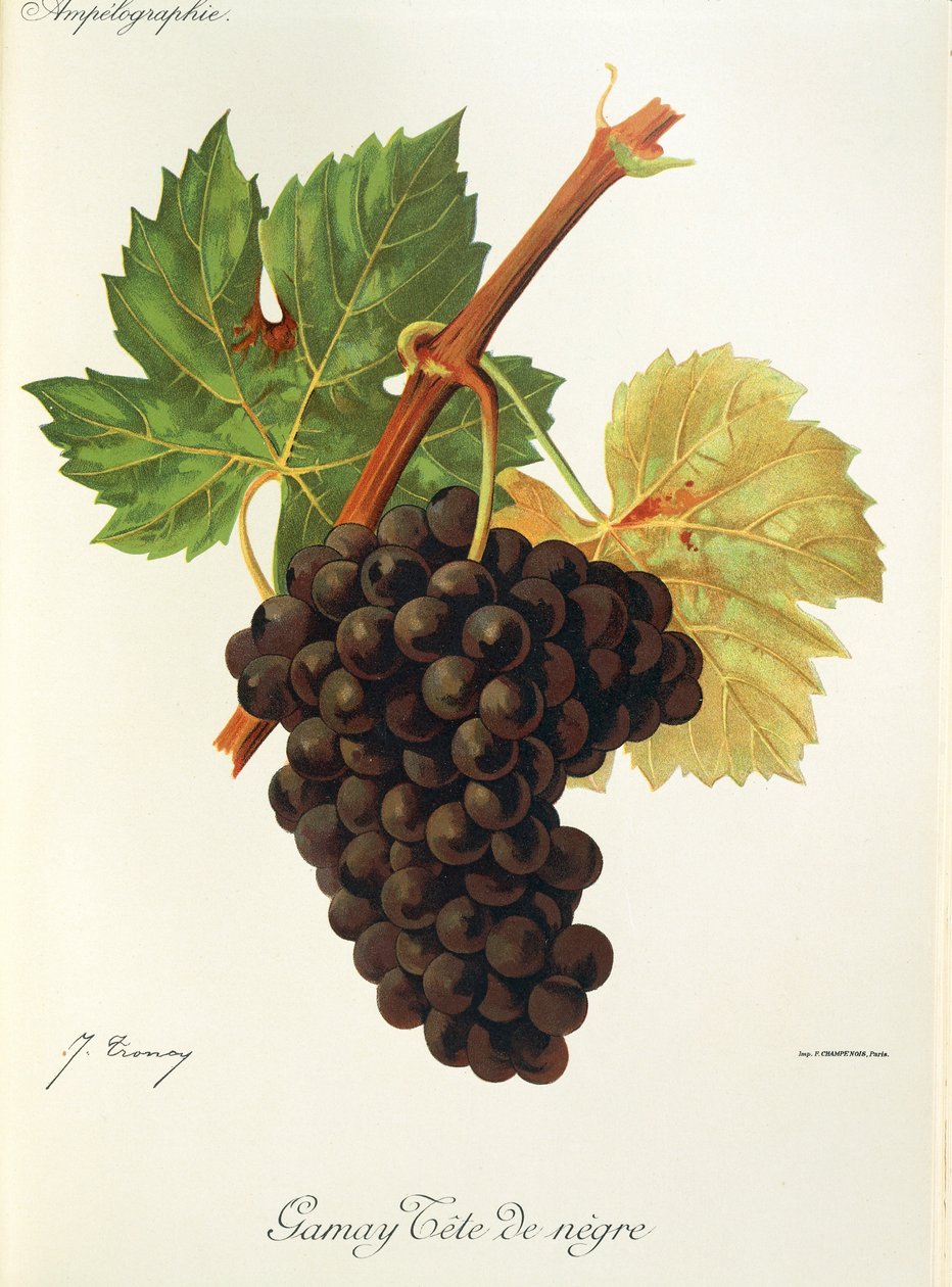 Gamay Tete de Negre szőlő, J. Troncy alkotó: Jules Troncy