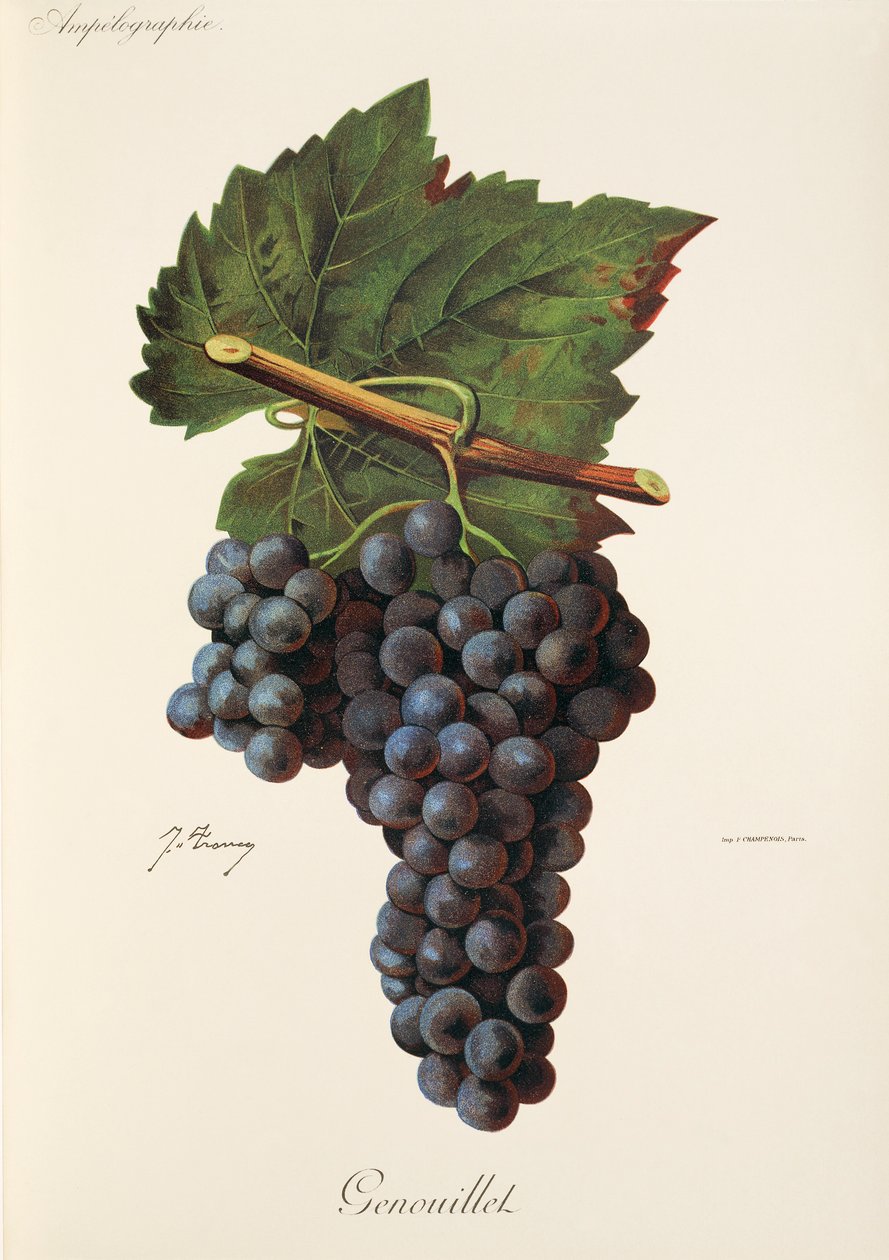 Genouillet szőlő, J. Troncy alkotó: Jules Troncy