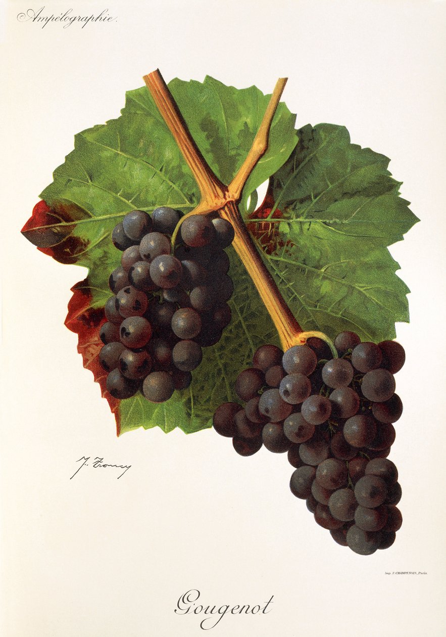 Gougenot szőlő, J. Troncy alkotó: Jules Troncy