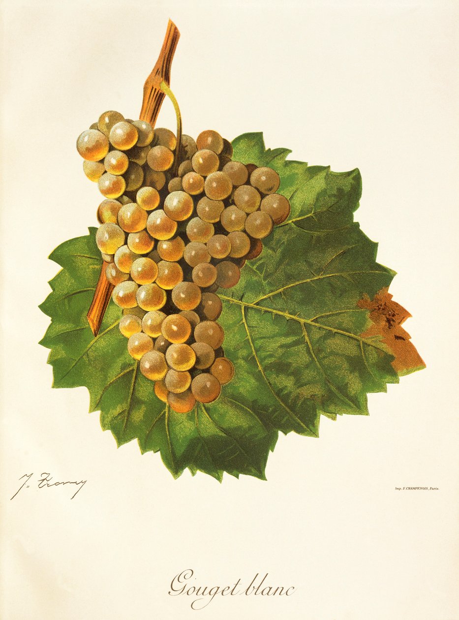 Gouget Blanc szőlő, J. Troncy alkotó: Jules Troncy