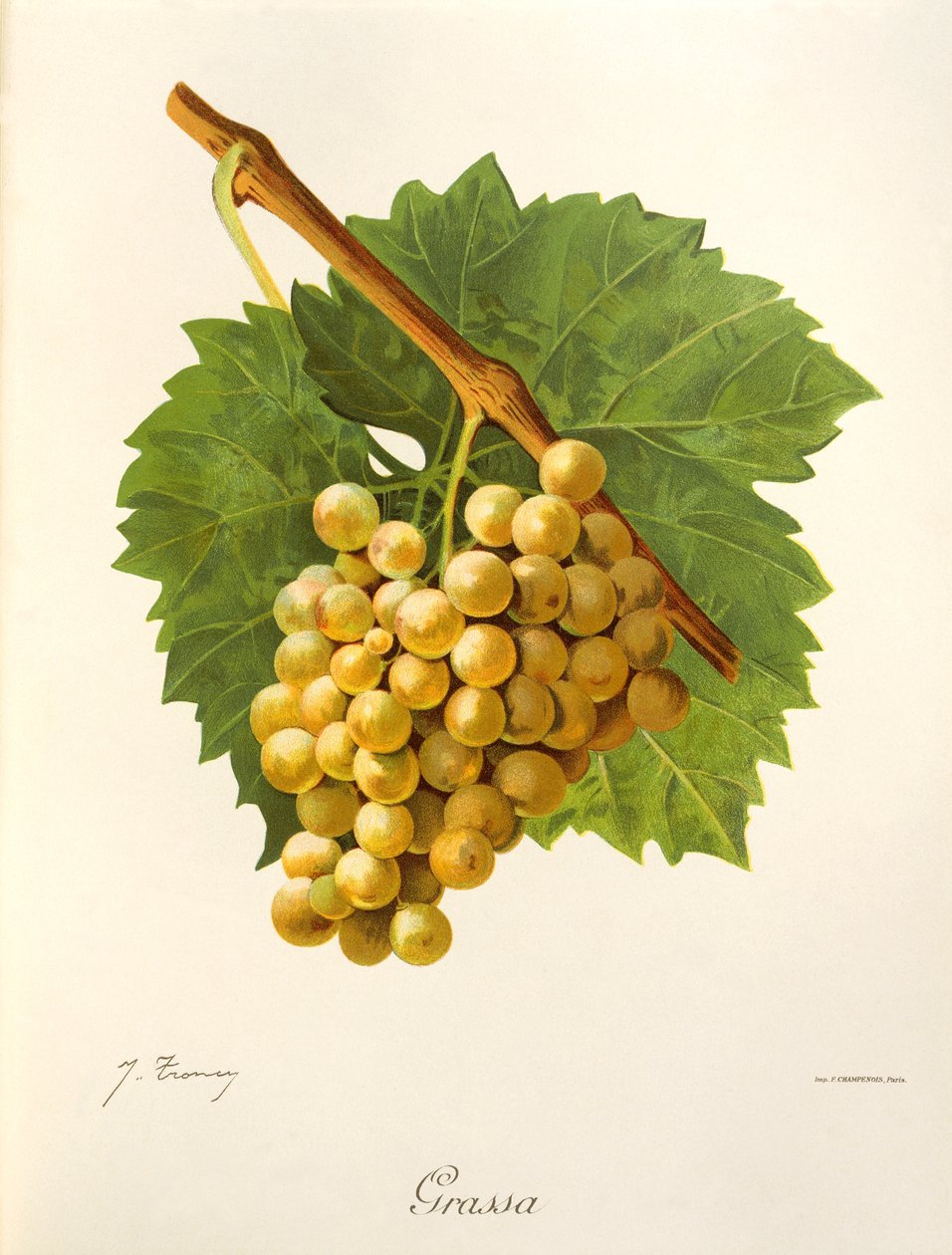 Zsíros szőlő, J. Troncy alkotó: Jules Troncy
