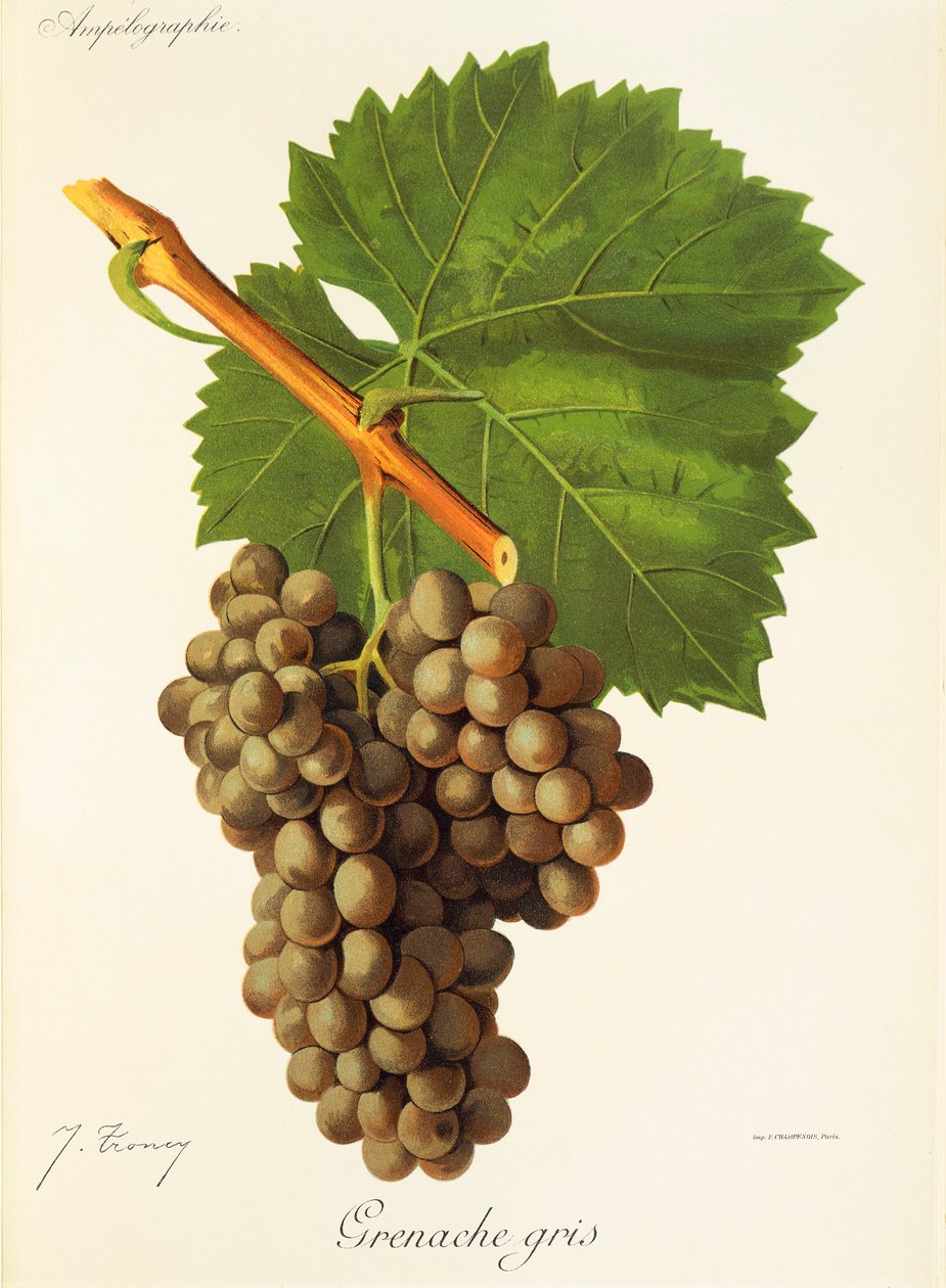 Grenache Gris szőlő, J. Troncy alkotó: Jules Troncy