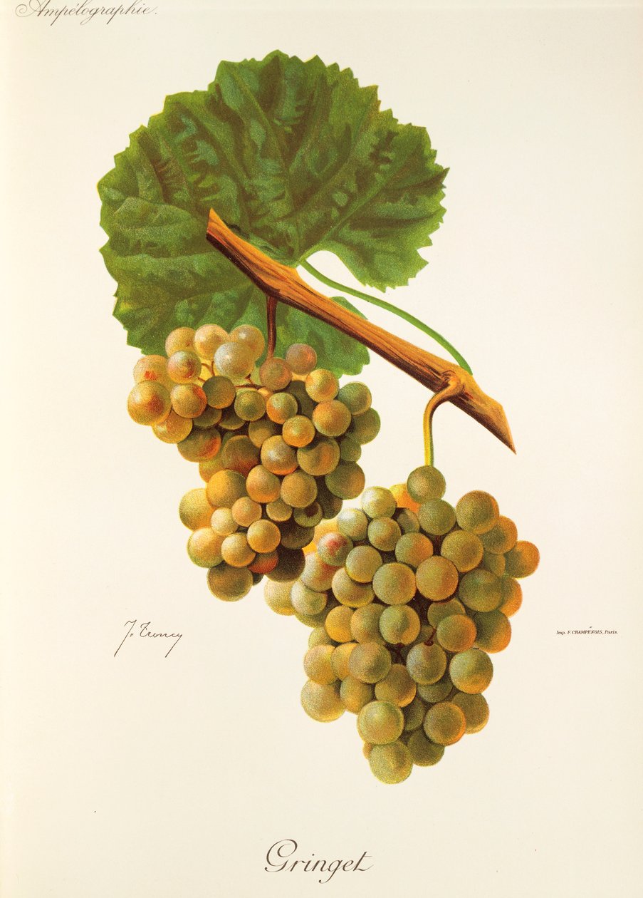 Gringet szőlő, J. Troncy alkotó: Jules Troncy