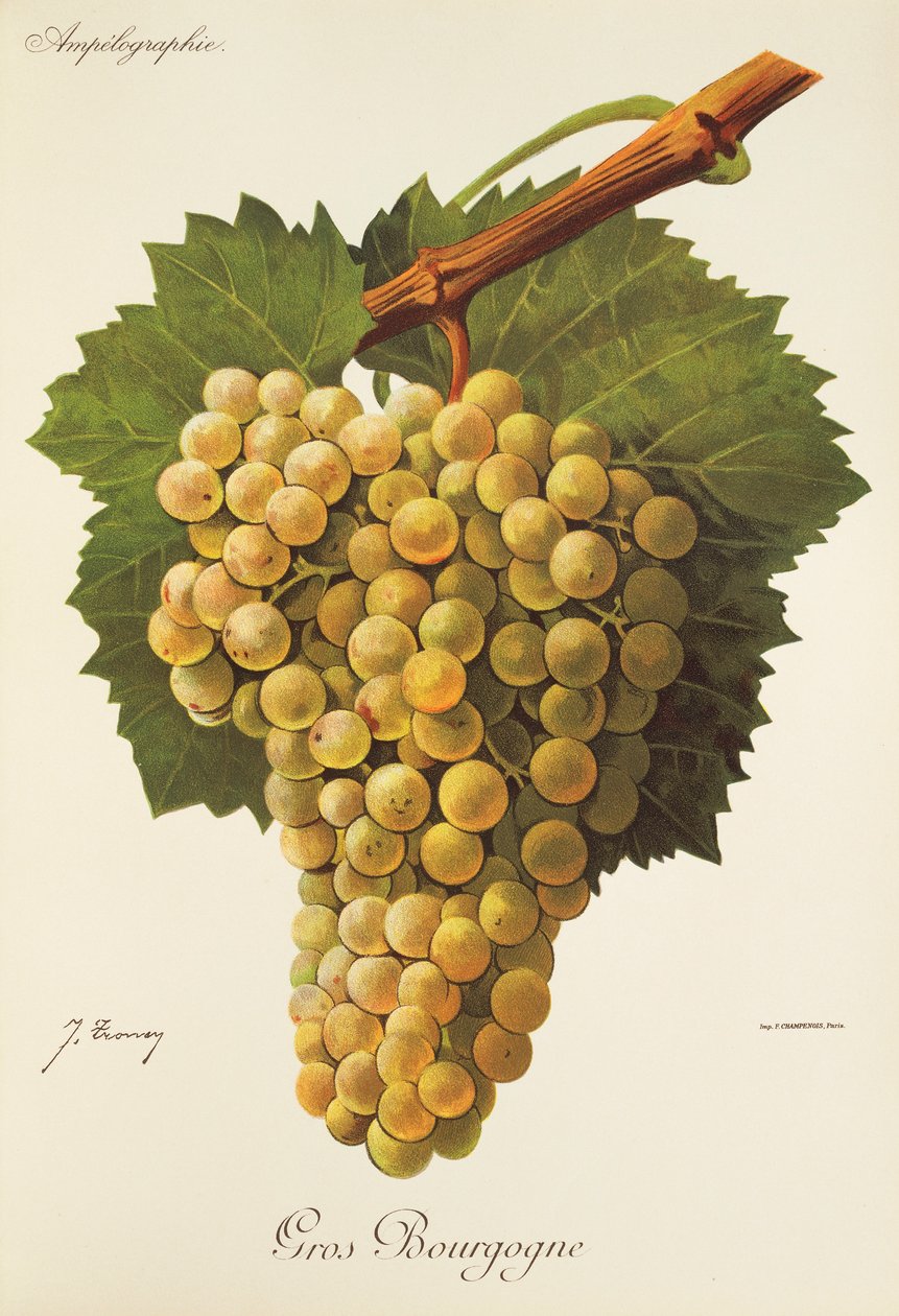 Gros Bourgogne szőlő, J. Troncy alkotó: Jules Troncy