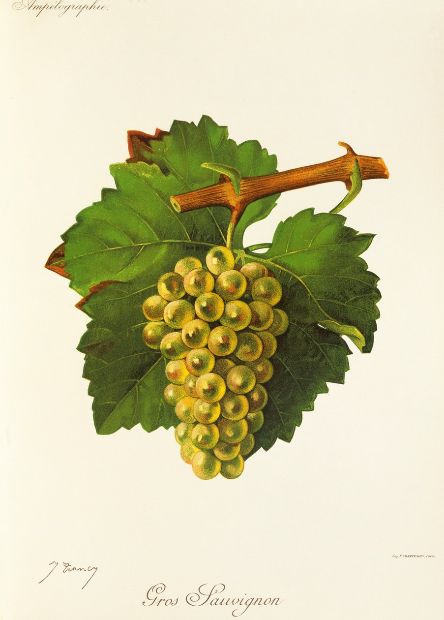 Gros Sauvignon szőlő, J. Troncy alkotó: Jules Troncy