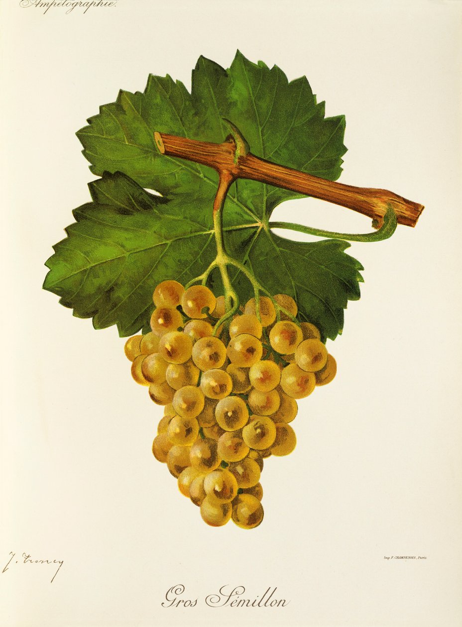 Gros Semillon szőlő, J. Troncy alkotó: Jules Troncy