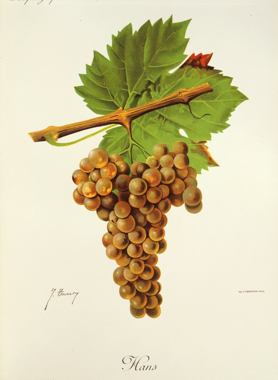 Hans szőlő, J. Troncy alkotó: Jules Troncy