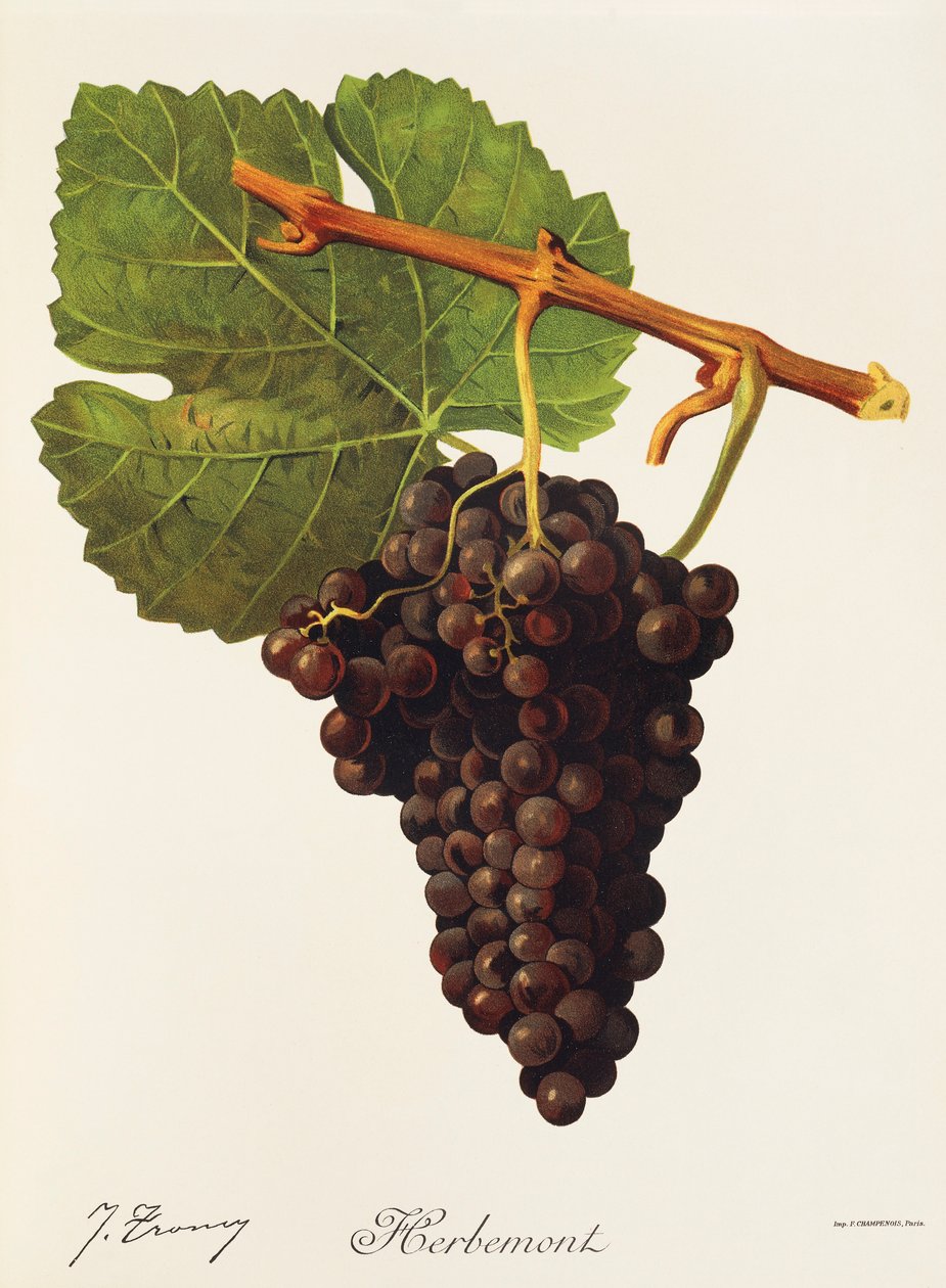 Herbemont szőlő, J. Troncy alkotó: Jules Troncy
