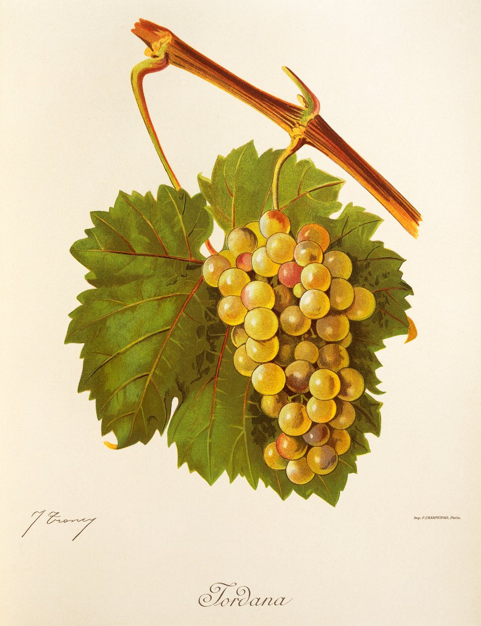 Jordana szőlő, J. Troncy alkotó: Jules Troncy