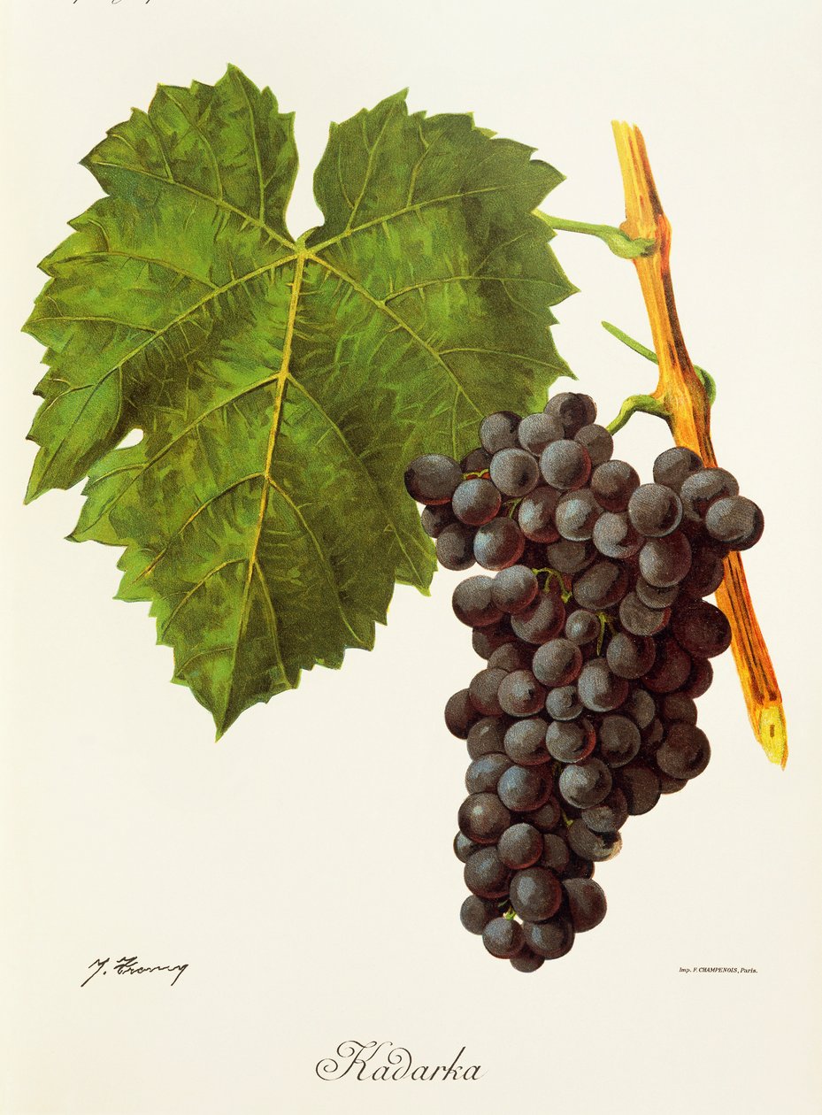 Kadarka grape by J. Troncy alkotó: Jules Troncy