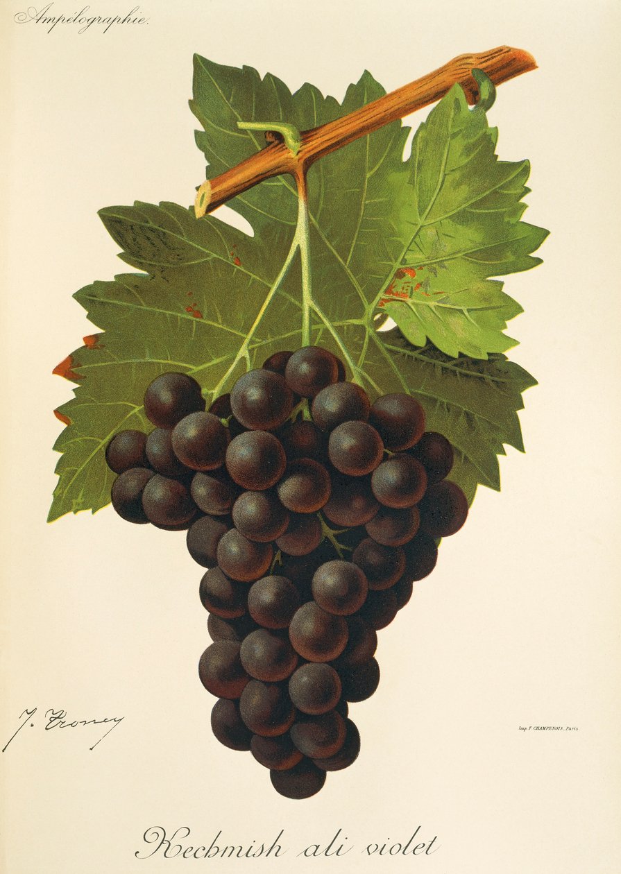 Kechmish Ali Violet szőlő, J. Troncy alkotó: Jules Troncy