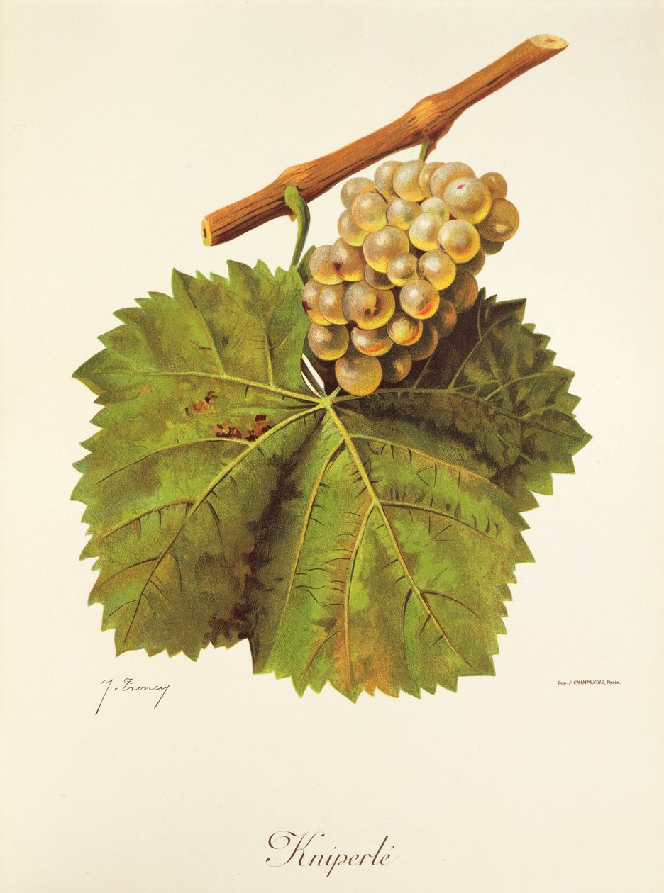 Kniperle szőlő, J. Troncy alkotó: Jules Troncy
