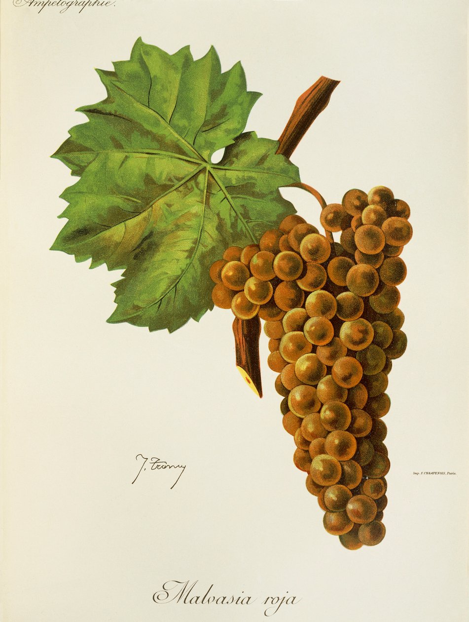 Malvasia Roja szőlő, J. Troncy alkotó: Jules Troncy