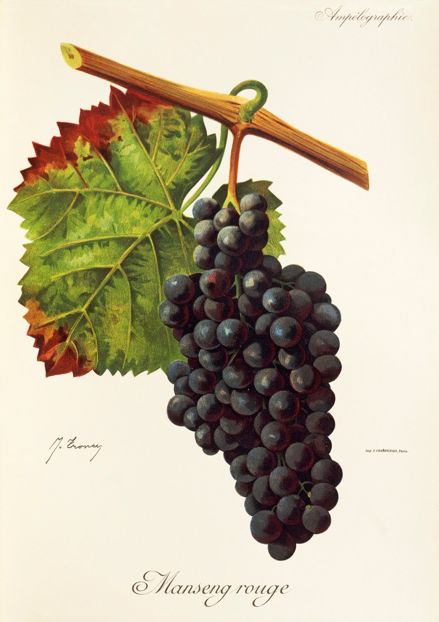 Manseng Rouge szőlő, J. Troncy alkotó: Jules Troncy