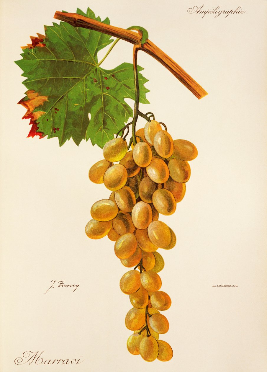 Marravi szőlő, J. Troncy alkotó: Jules Troncy