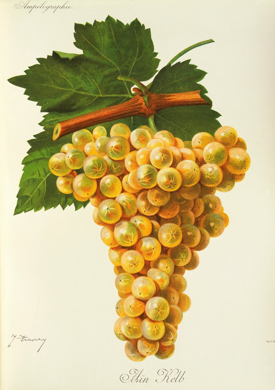 Marsanne szőlő, J. Troncy alkotó: Jules Troncy