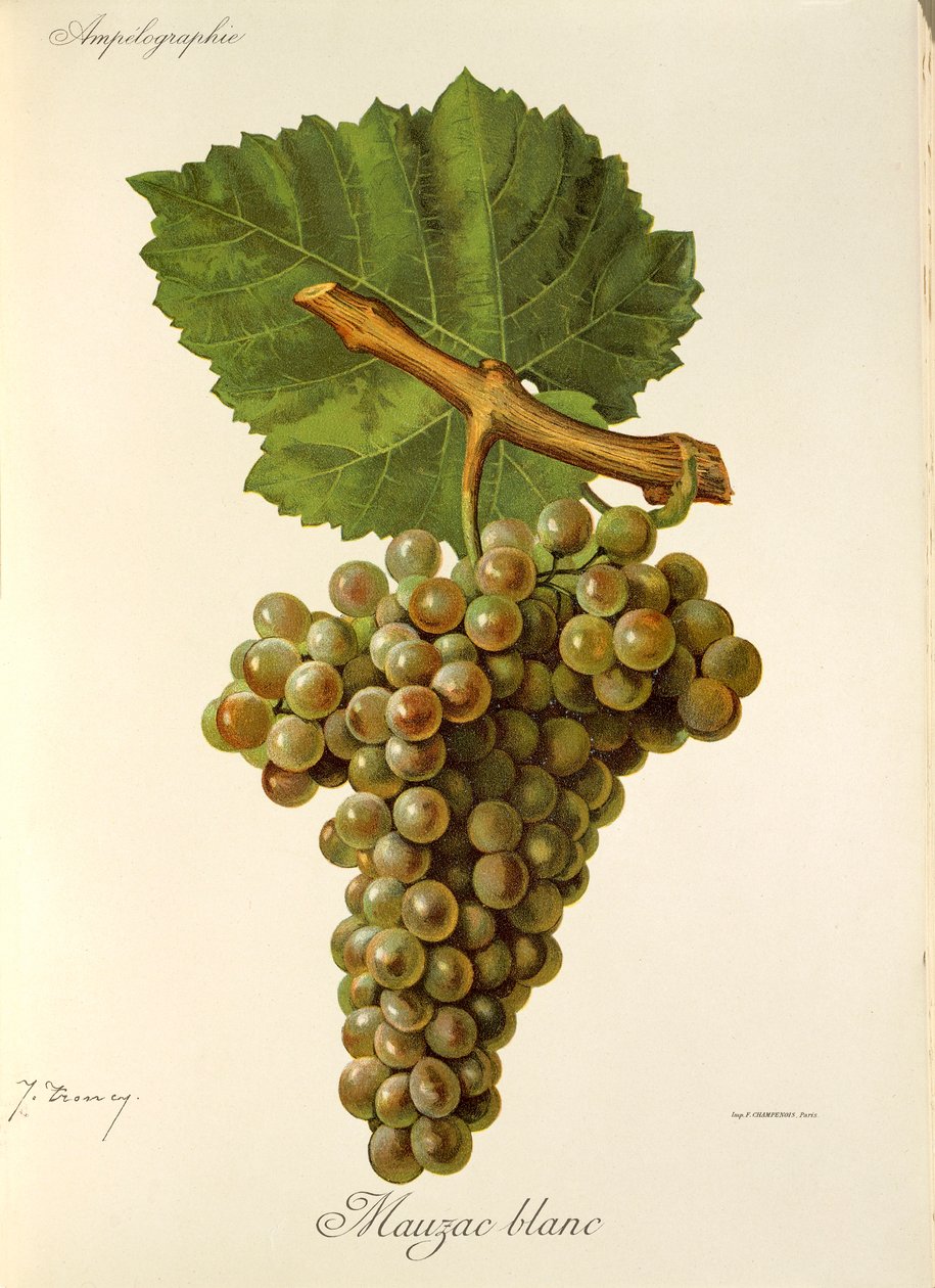 Mauzac Blanc szőlő, J. Troncy alkotó: Jules Troncy