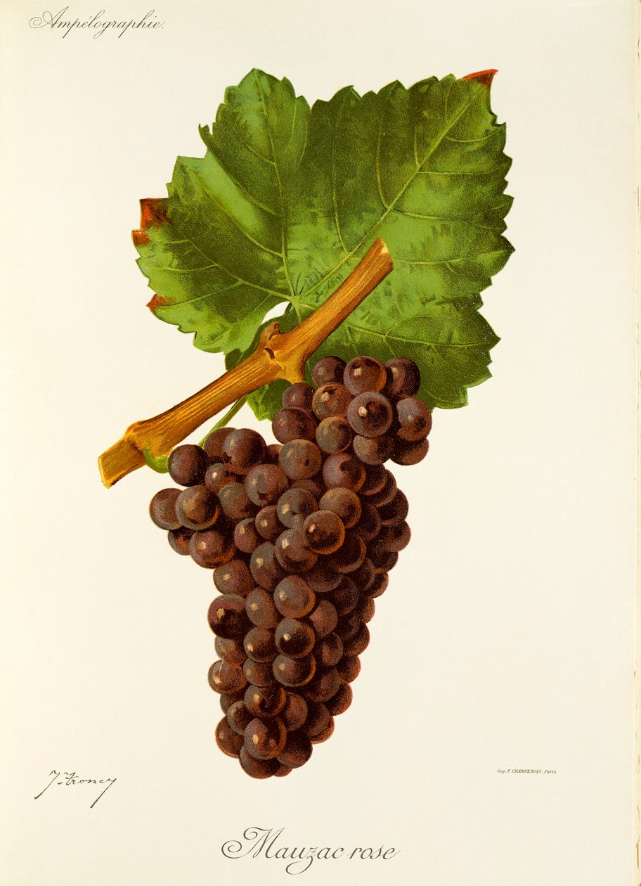Mauzac Rose szőlő, J. Troncy alkotó: Jules Troncy
