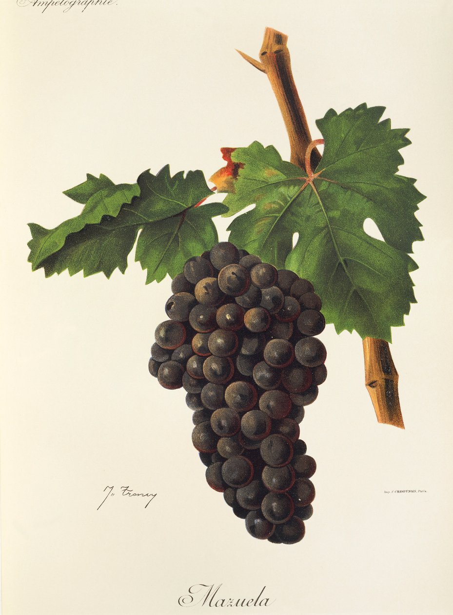 Mazuela szőlő, J. Troncy alkotó: Jules Troncy