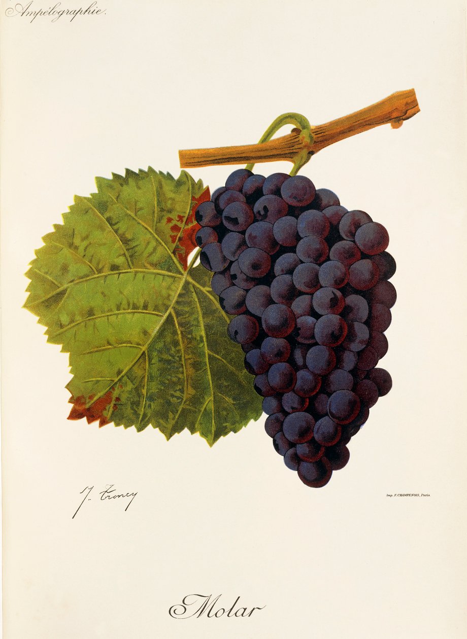 Moláris szőlő, J. Troncy alkotó: Jules Troncy