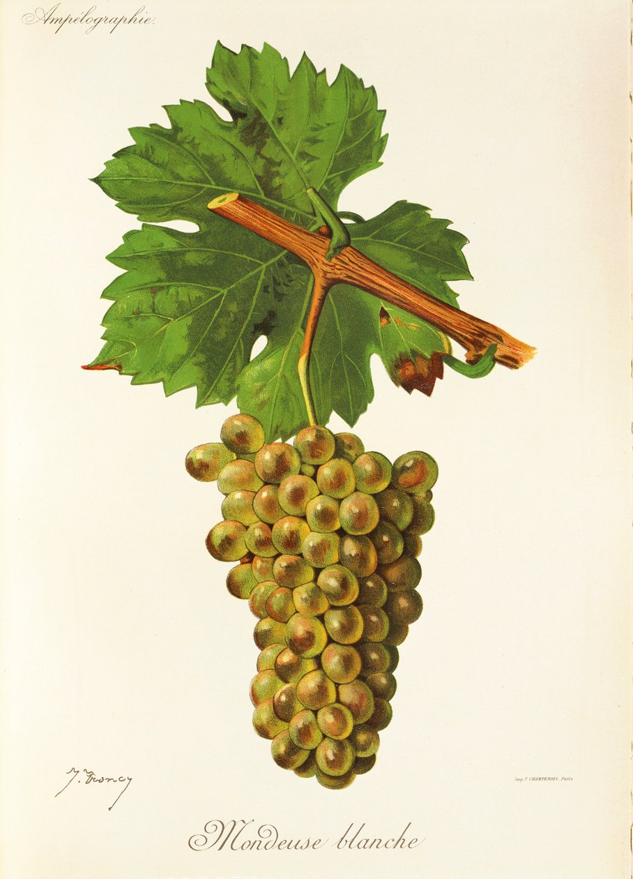 Mondeuse Blanche szőlő, J. Troncy alkotó: Jules Troncy