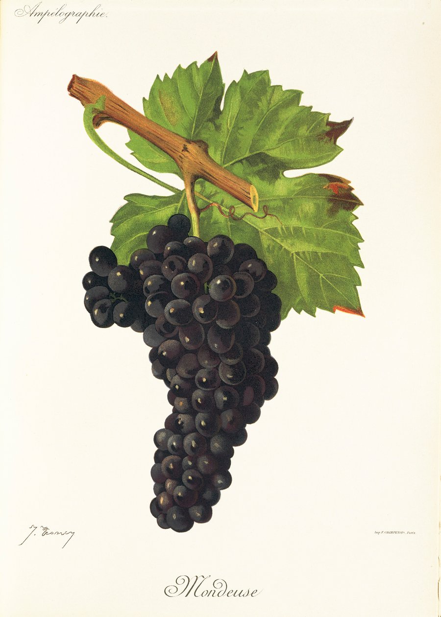 Mondeuse szőlő, J. Troncy alkotó: Jules Troncy