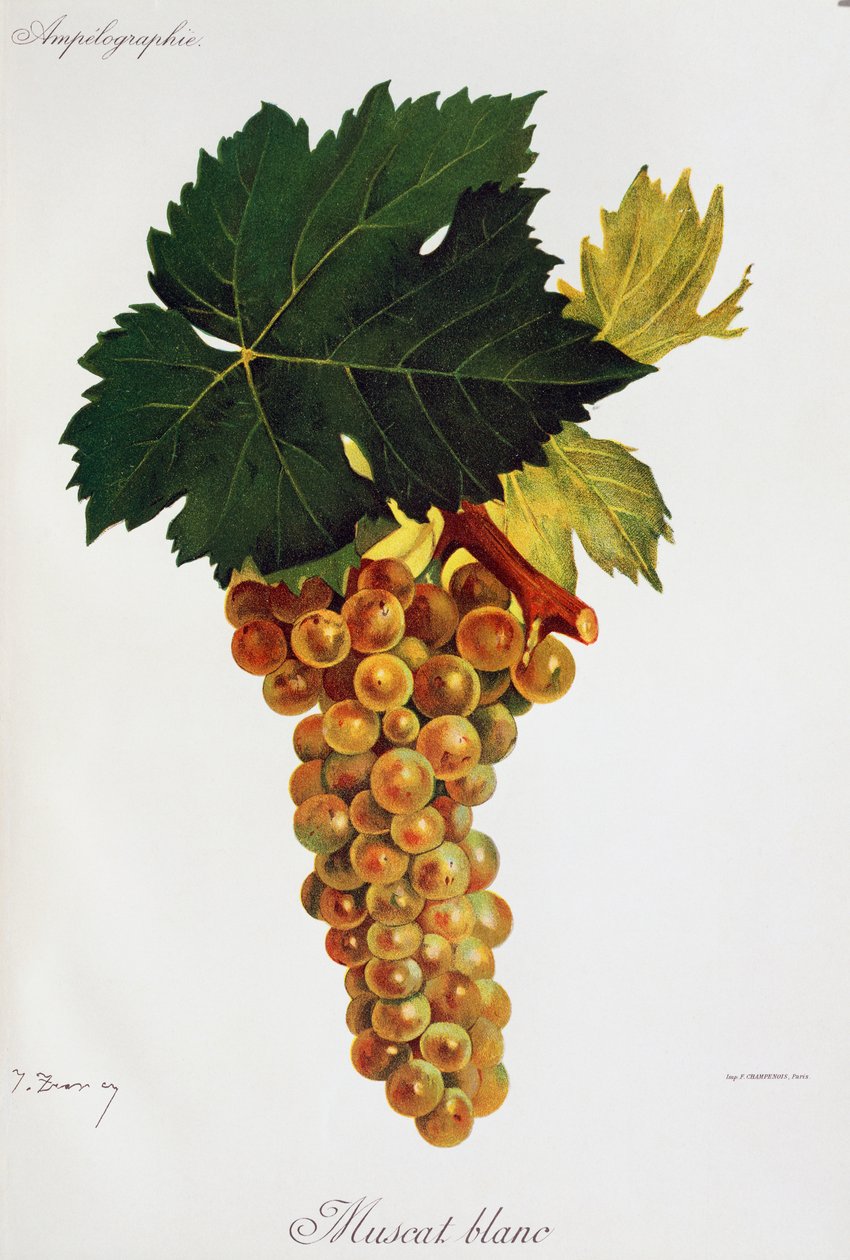 Moscato fehér szőlő (Muscat blanc), Jules Troncy, Ampelographie, Traite general de viticulture (Ampelography, General Szerződés a szőlőtermesztésről), III. kötet, Pierre Viala (1859-1936) és Victor Vermorel (1848-1927), Párizs alkotó: Jules Troncy