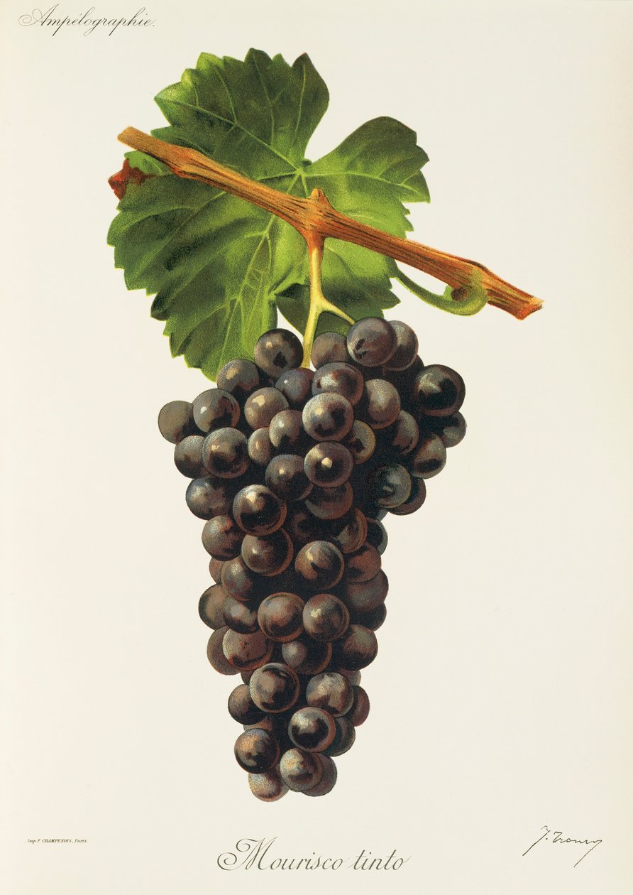 Mourisco Tinto szőlő, J. Troncy alkotó: Jules Troncy