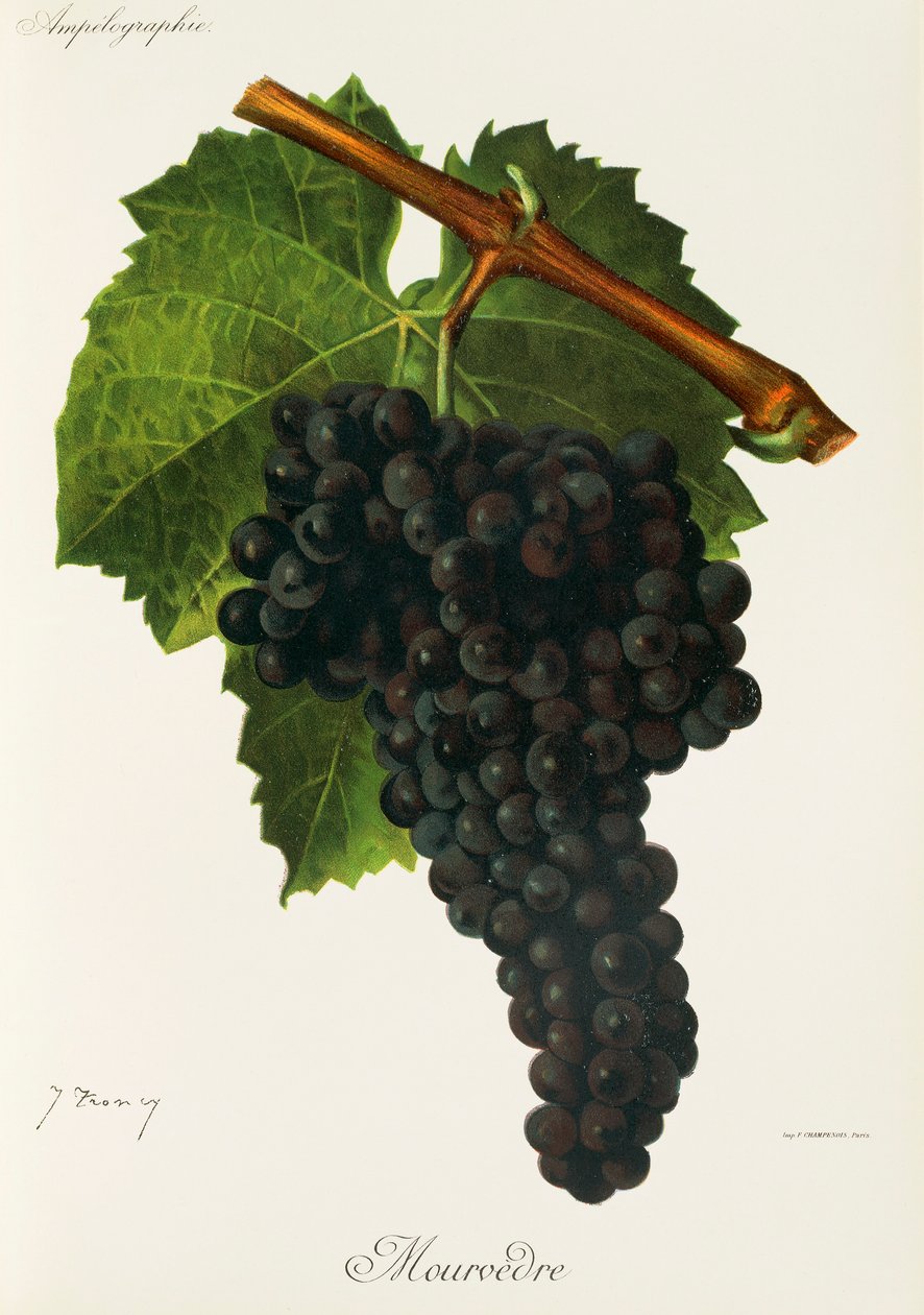 Mourvedre szőlő, J. Troncy alkotó: Jules Troncy