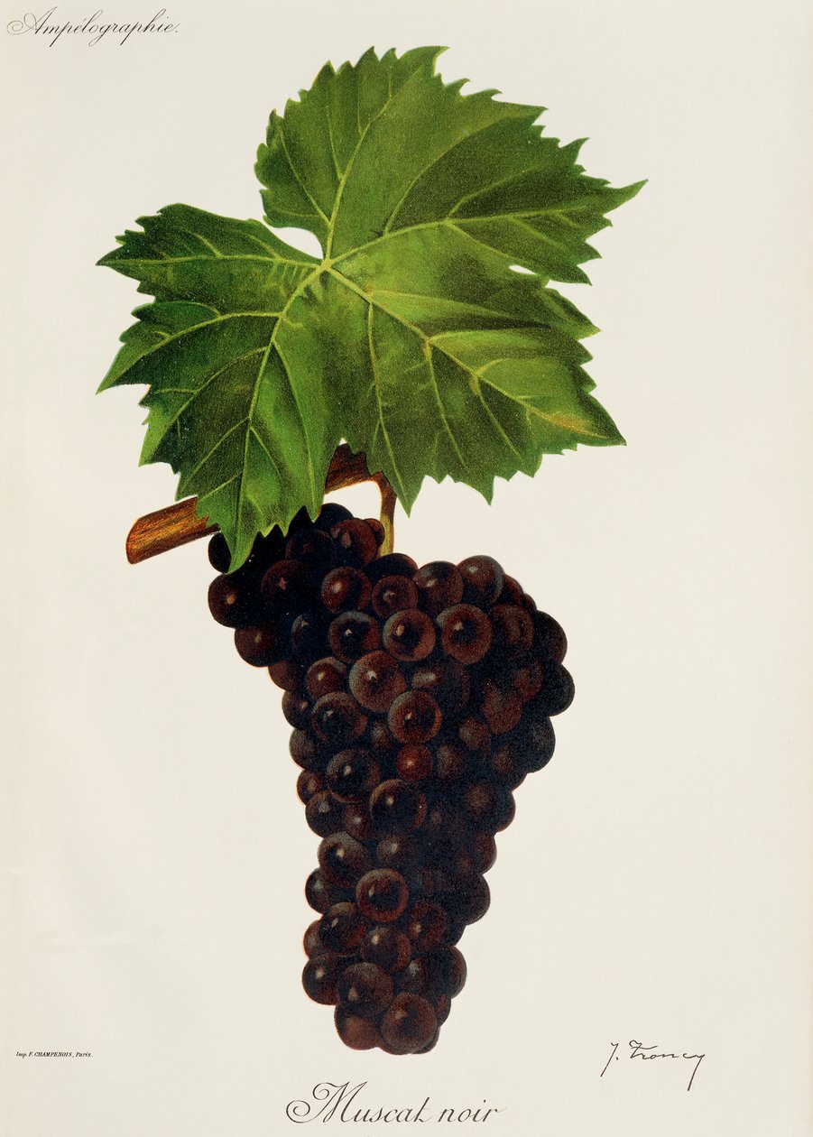 Muscat Noir szőlő, J. Troncy alkotó: Jules Troncy