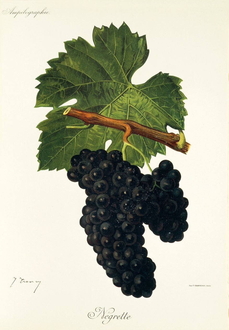 Negrette szőlő, J. Troncy alkotó: Jules Troncy