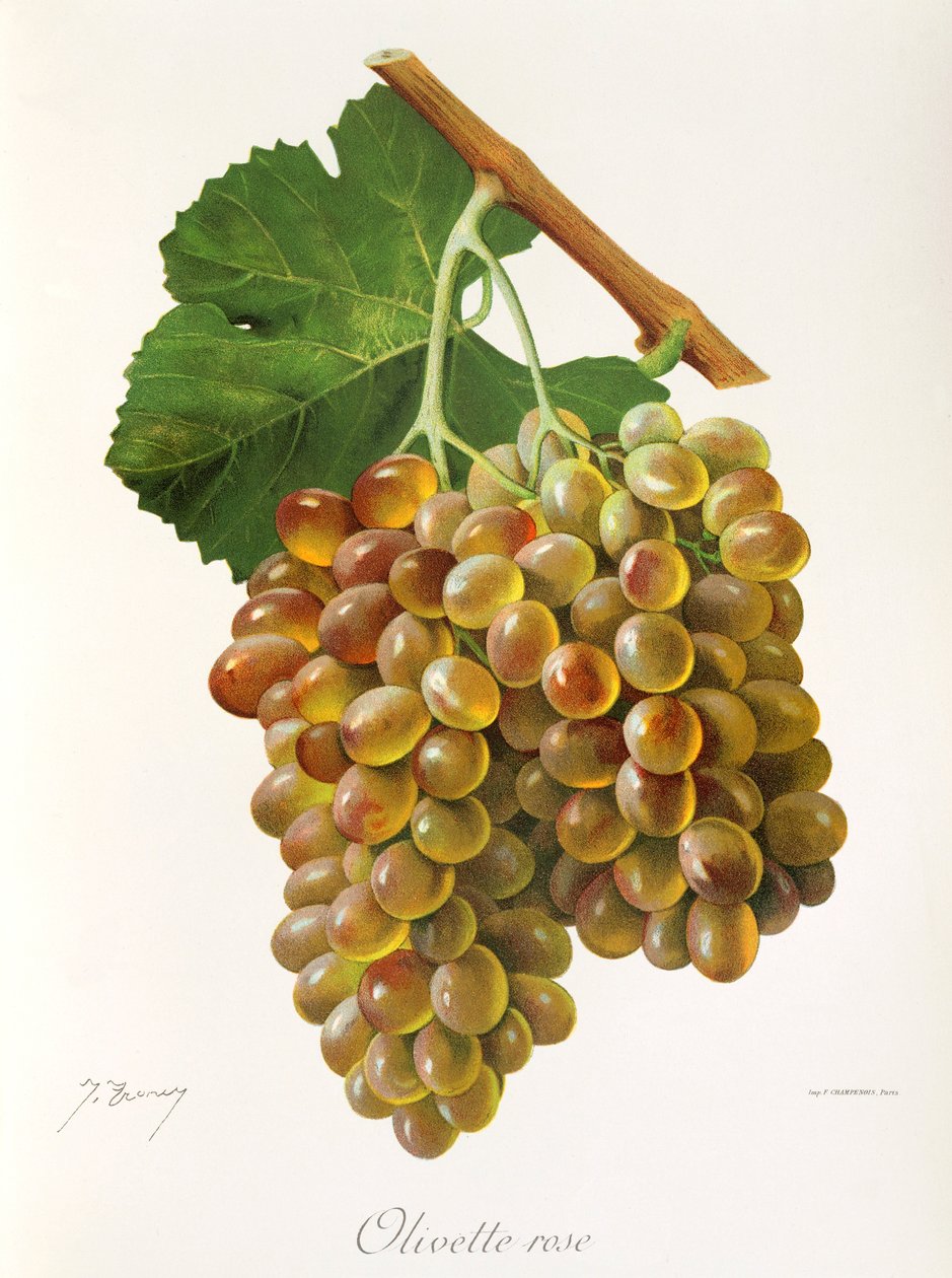 Olivette Rose szőlő, J. Troncy alkotó: Jules Troncy