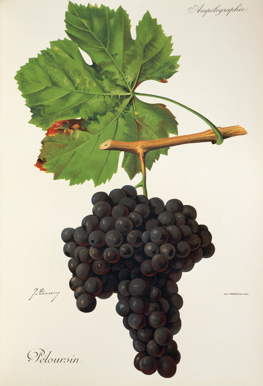 Peloursin szőlő, J. Troncy alkotó: Jules Troncy