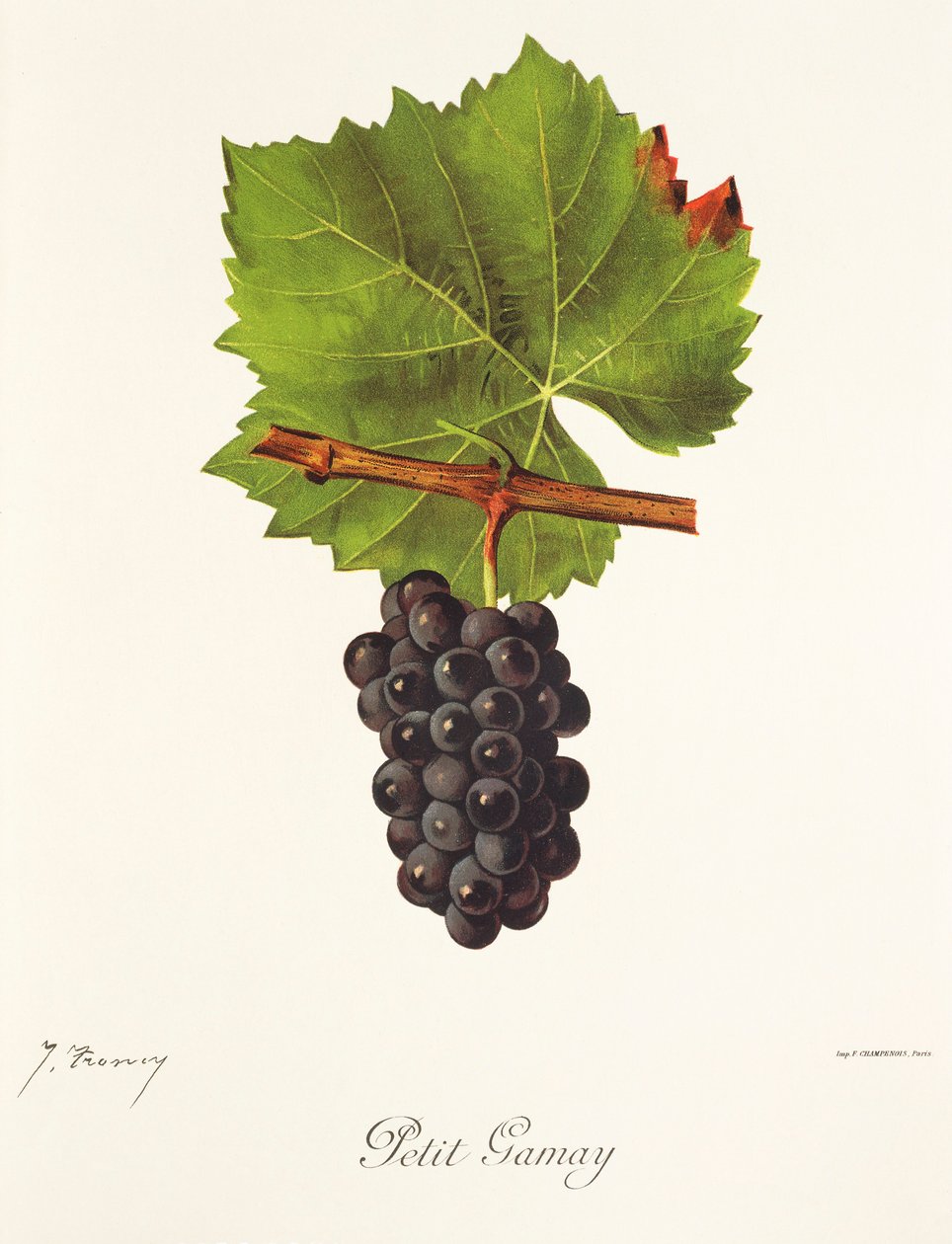 Petit Gamay szőlő, J. Troncy alkotó: Jules Troncy